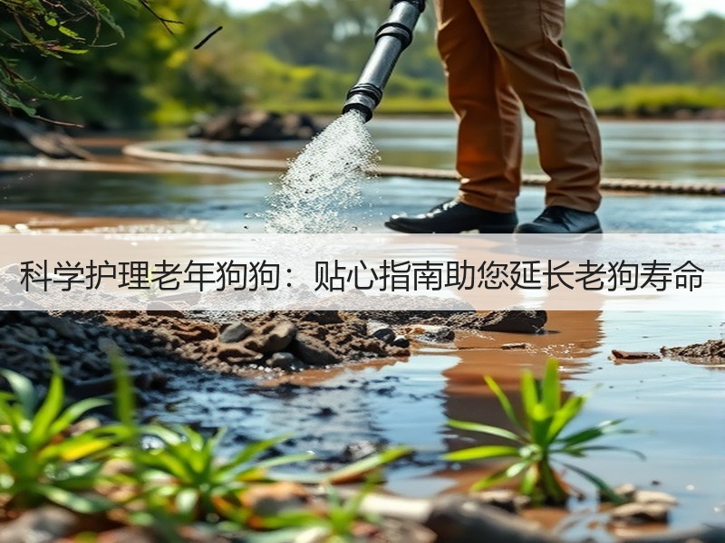 科学护理老年狗狗：贴心指南助您延长老狗寿命