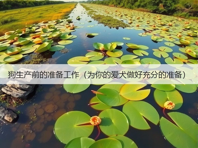 狗生产前的准备工作（为你的爱犬做好充分的准备）