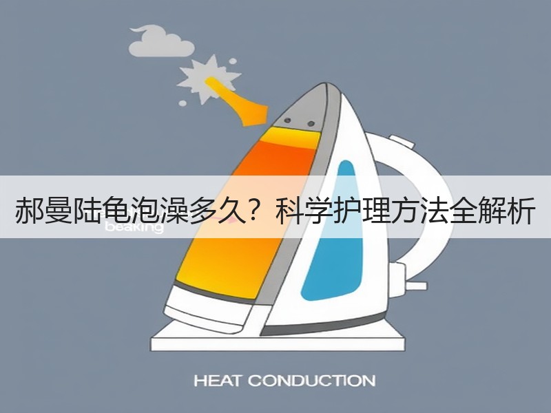 郝曼陆龟泡澡多久？科学护理方法全解析