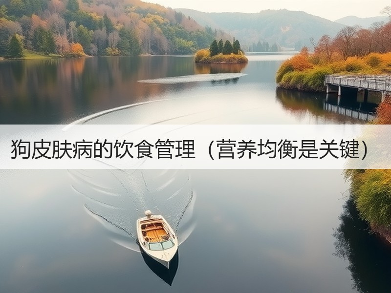 狗皮肤病的饮食管理（营养均衡是关键）