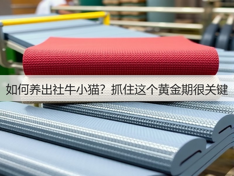 如何养出社牛小猫？抓住这个黄金期很关键