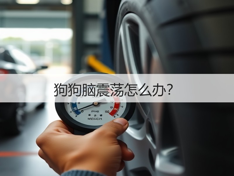 狗狗脑震荡怎么办？
