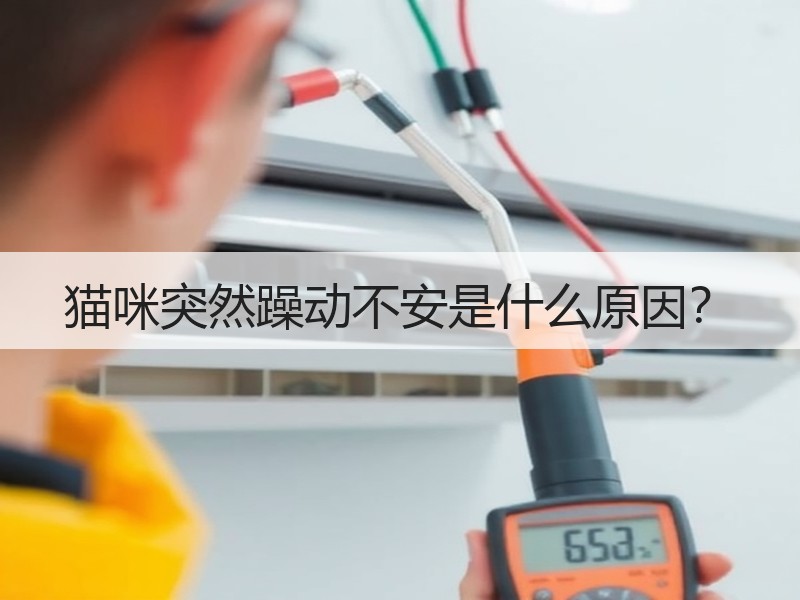 猫咪突然躁动不安是什么原因？