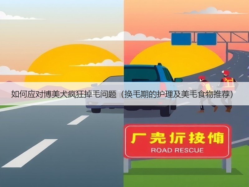 如何应对博美犬疯狂掉毛问题（换毛期的护理及美毛食物推荐）