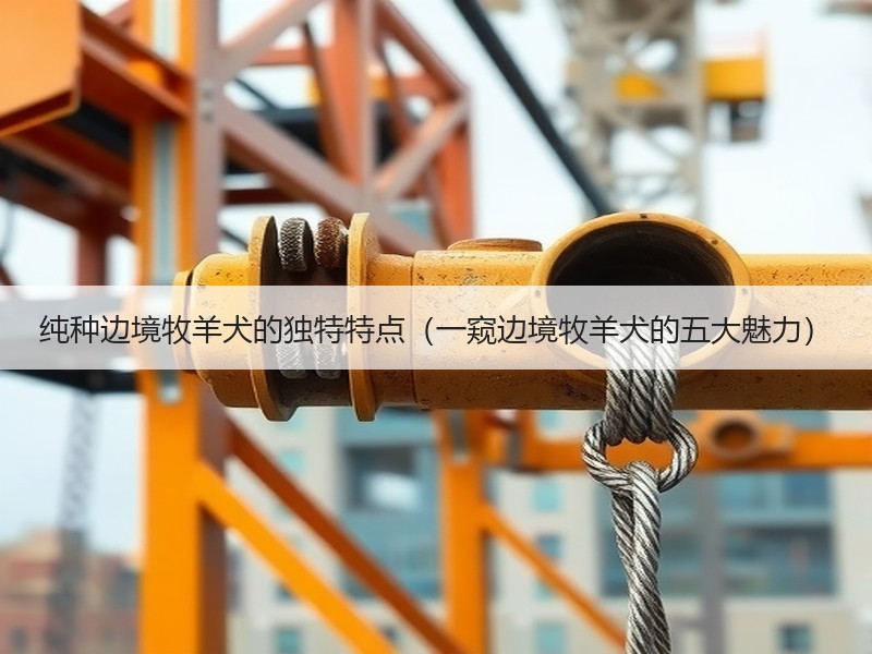 纯种边境牧羊犬的独特特点（一窥边境牧羊犬的五大魅力）