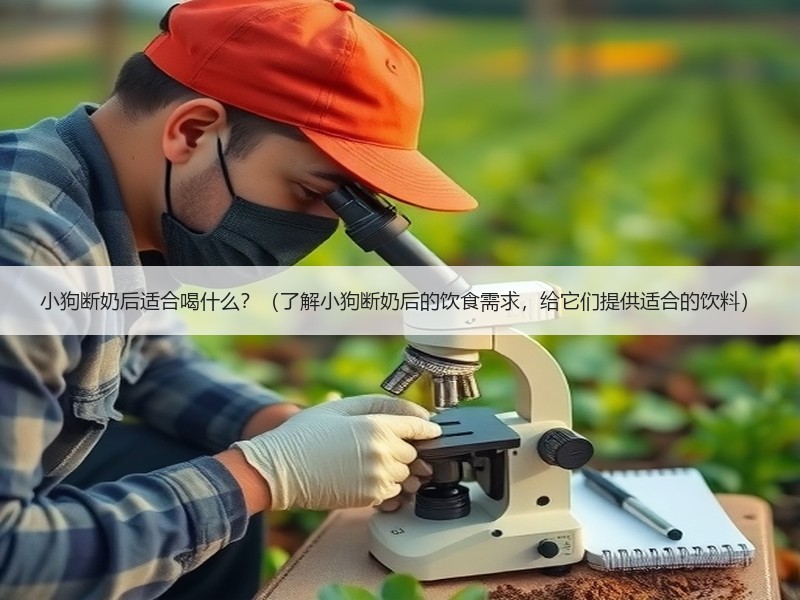 小狗断奶后适合喝什么？（了解小狗断奶后的饮食需求，给它们提供适合的饮料）