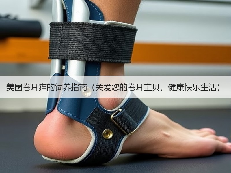 美国卷耳猫的饲养指南（关爱您的卷耳宝贝，健康快乐生活）