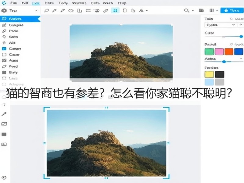 猫的智商也有参差？怎么看你家猫聪不聪明？