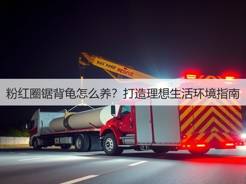 粉红圈锯背龟怎么养？打造理想生活环境指南