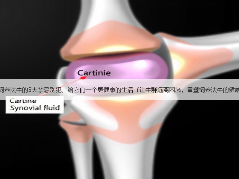 以饲养法牛的5大禁忌别犯，给它们一个更健康的生活（让牛群远离困境，重塑饲养法牛的健康）