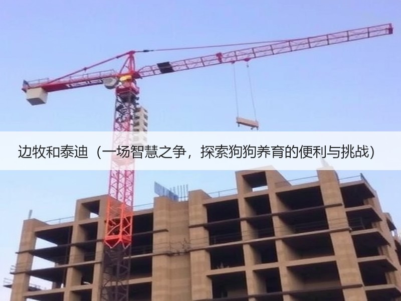边牧和泰迪（一场智慧之争，探索狗狗养育的便利与挑战）