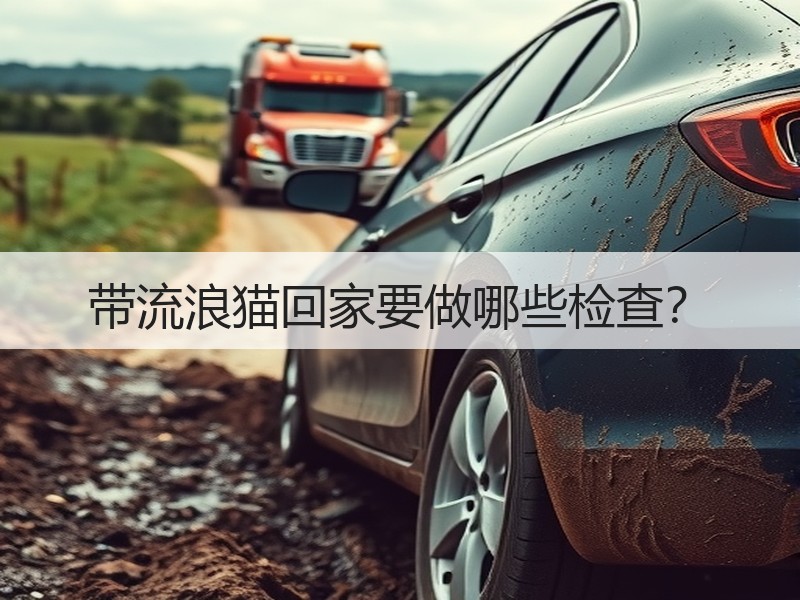 带流浪猫回家要做哪些检查？
