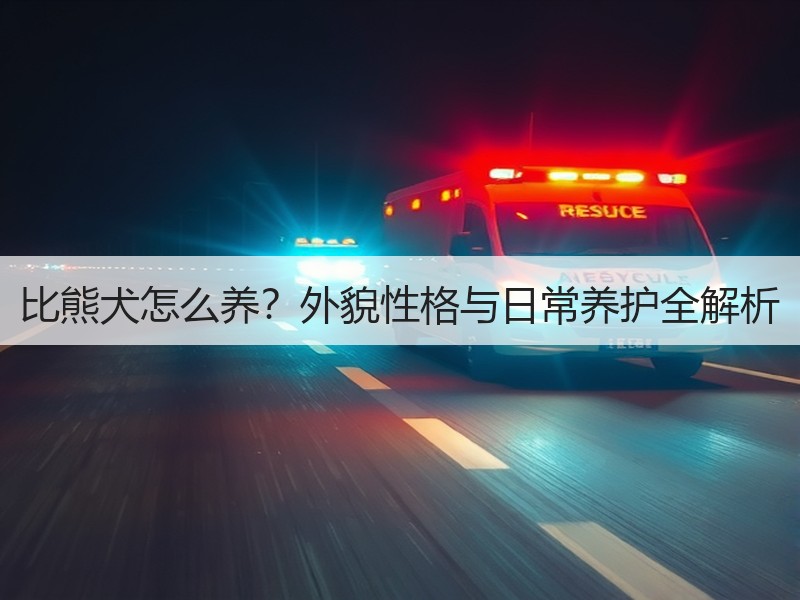 比熊犬怎么养？外貌性格与日常养护全解析