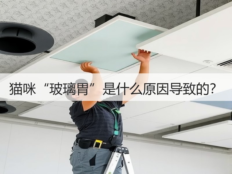 猫咪“玻璃胃”是什么原因导致的？