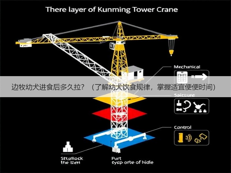 边牧幼犬进食后多久拉？（了解幼犬饮食规律，掌握适宜便便时间）