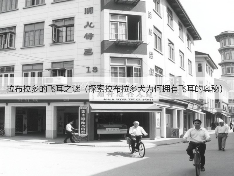 拉布拉多的飞耳之谜（探索拉布拉多犬为何拥有飞耳的奥秘）