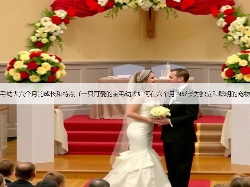 金毛幼犬六个月的成长和特点（一只可爱的金毛幼犬如何在六个月内成长为独立和聪明的宠物）