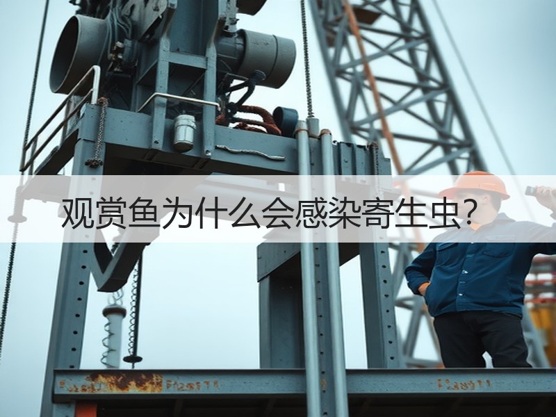 观赏鱼为什么会感染寄生虫？