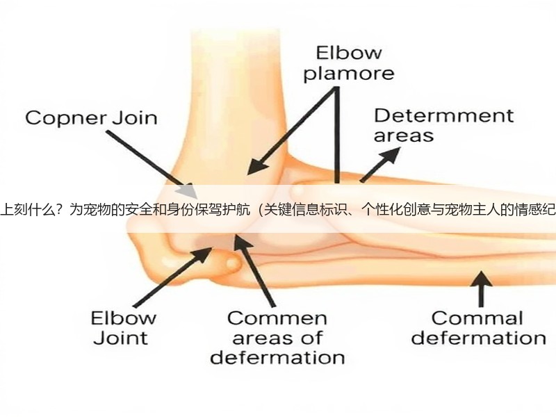 狗牌上刻什么？为宠物的安全和身份保驾护航（关键信息标识、个性化创意与宠物主人的情感纪念）