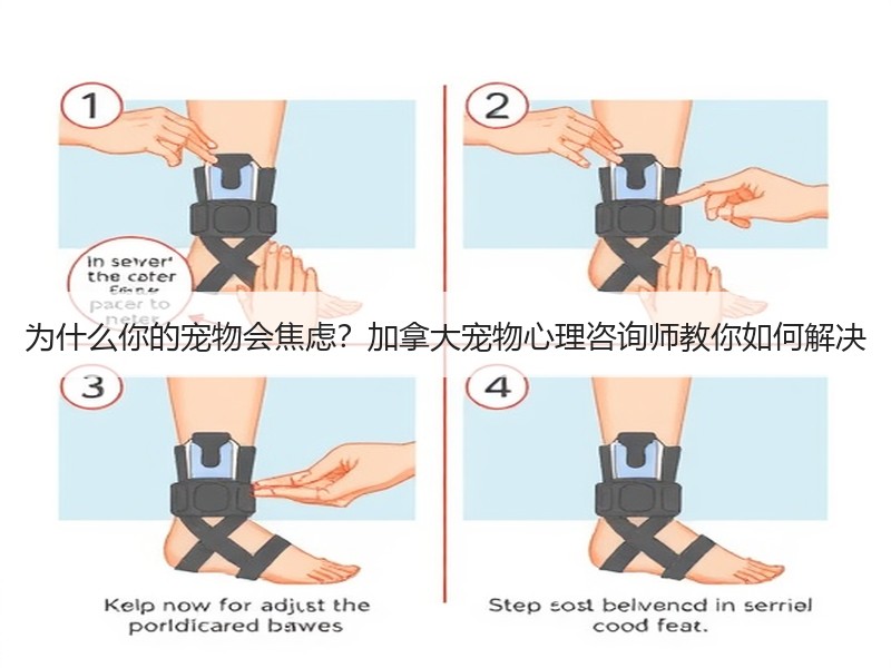 为什么你的宠物会焦虑？加拿大宠物心理咨询师教你如何解决