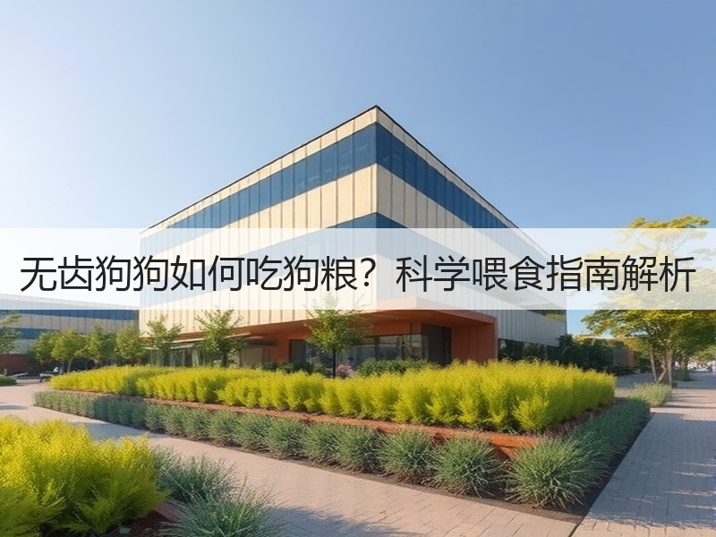 无齿狗狗如何吃狗粮？科学喂食指南解析