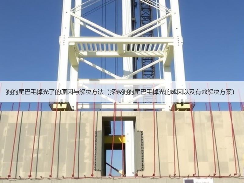 狗狗尾巴毛掉光了的原因与解决方法（探索狗狗尾巴毛掉光的成因以及有效解决方案）