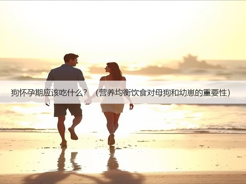 狗怀孕期应该吃什么？（营养均衡饮食对母狗和幼崽的重要性）