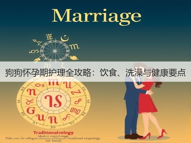 狗狗怀孕期护理全攻略：饮食、洗澡与健康要点