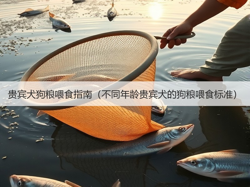 贵宾犬狗粮喂食指南（不同年龄贵宾犬的狗粮喂食标准）
