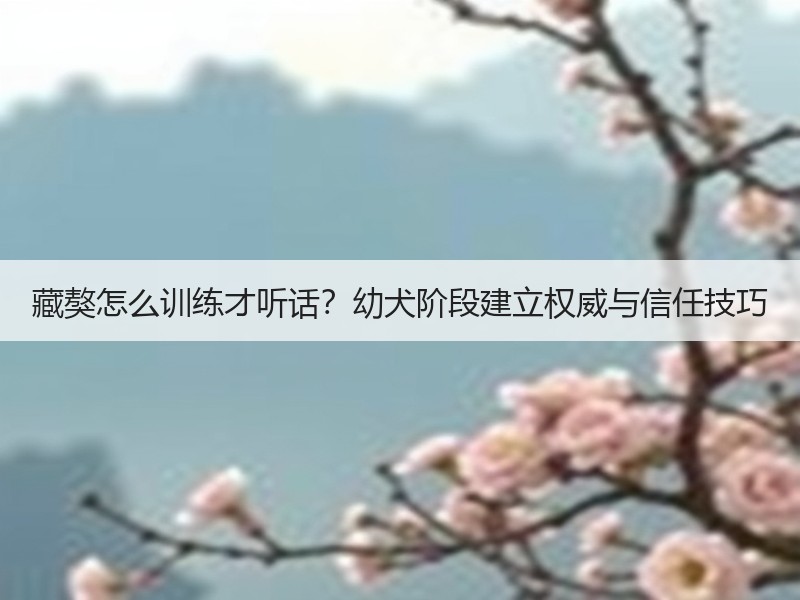 藏獒怎么训练才听话？幼犬阶段建立权威与信任技巧