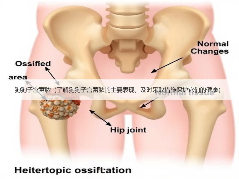 狗狗子宫蓄脓（了解狗狗子宫蓄脓的主要表现，及时采取措施保护它们的健康）
