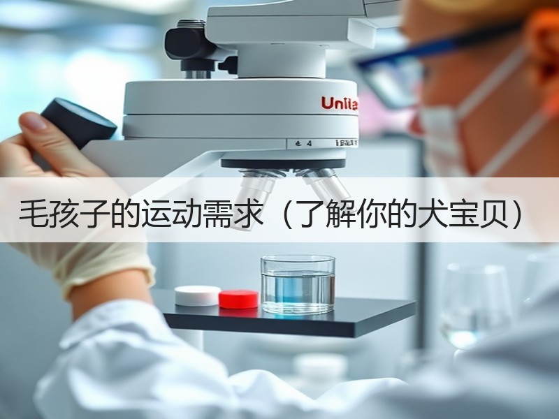 毛孩子的运动需求（了解你的犬宝贝）