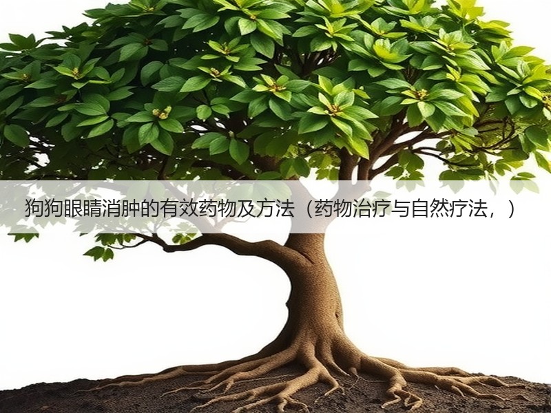 狗狗眼睛消肿的有效药物及方法（药物治疗与自然疗法，）
