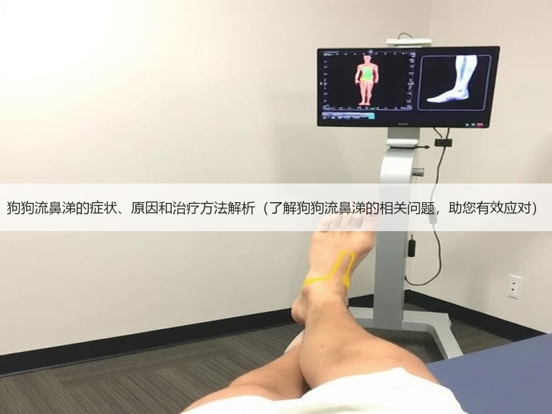 狗狗流鼻涕的症状、原因和治疗方法解析（了解狗狗流鼻涕的相关问题，助您有效应对）