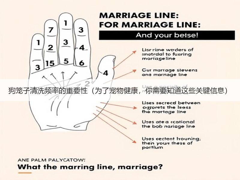 狗笼子清洗频率的重要性（为了宠物健康，你需要知道这些关键信息）