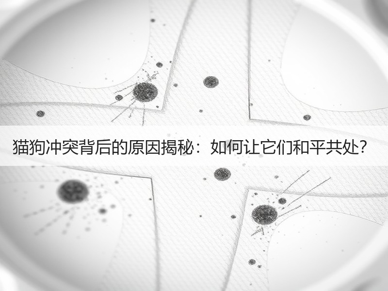 猫狗冲突背后的原因揭秘：如何让它们和平共处？