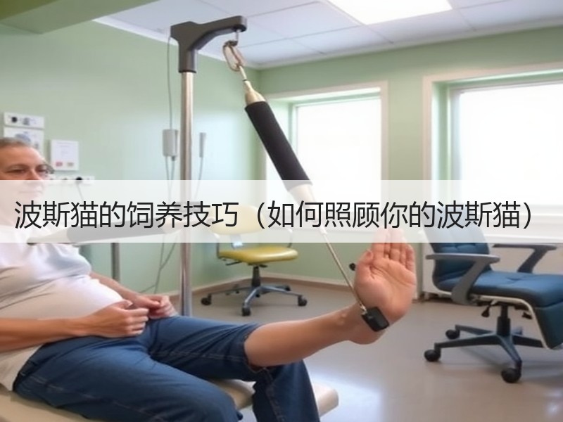 波斯猫的饲养技巧（如何照顾你的波斯猫）