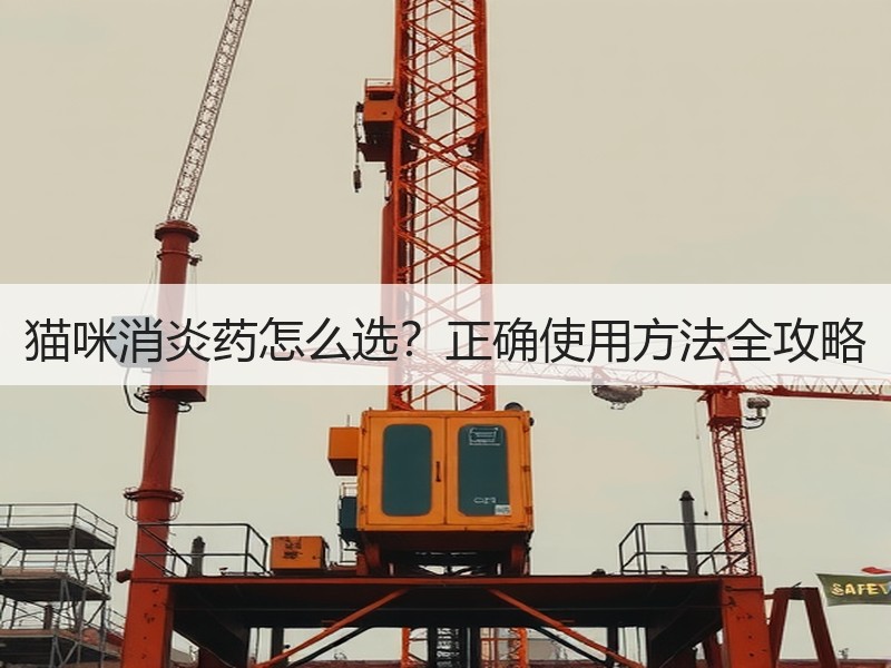 猫咪消炎药怎么选？正确使用方法全攻略