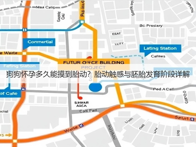 狗狗怀孕多久能摸到胎动？胎动触感与胚胎发育阶段详解