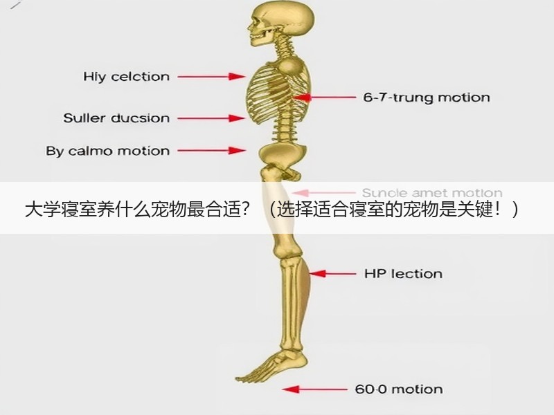 大学寝室养什么宠物最合适？（选择适合寝室的宠物是关键！）