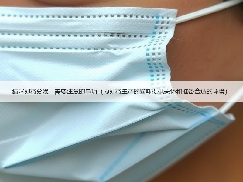 猫咪即将分娩，需要注意的事项（为即将生产的猫咪提供关怀和准备合适的环境）