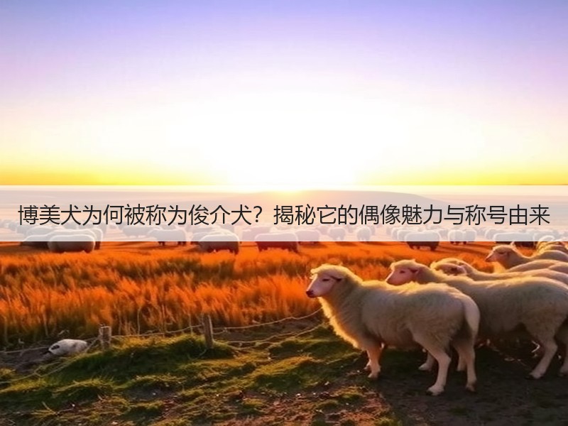 博美犬为何被称为俊介犬？揭秘它的偶像魅力与称号由来