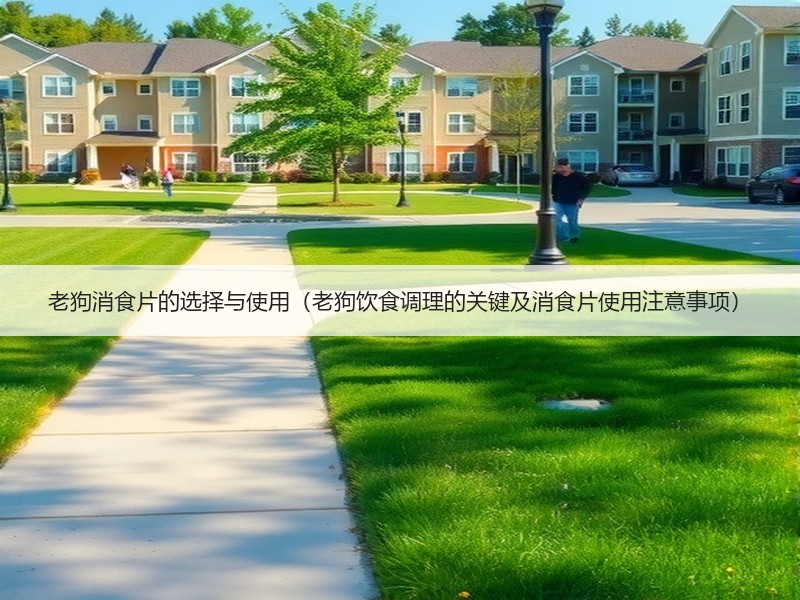 老狗消食片的选择与使用（老狗饮食调理的关键及消食片使用注意事项）