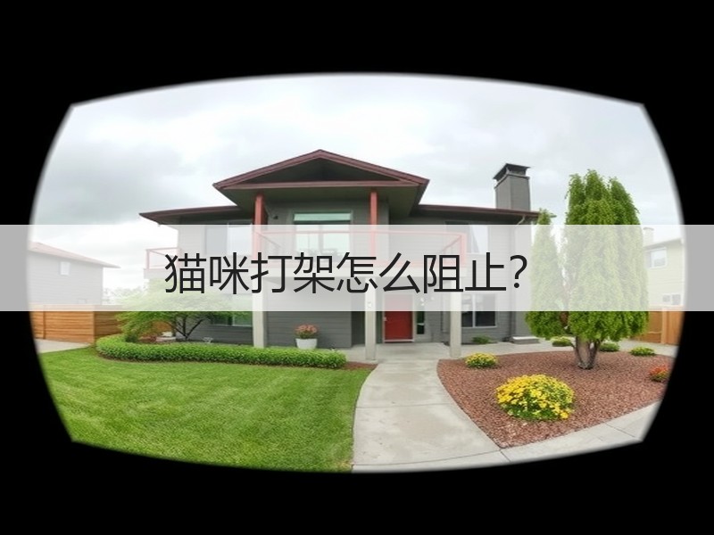 猫咪打架怎么阻止？
