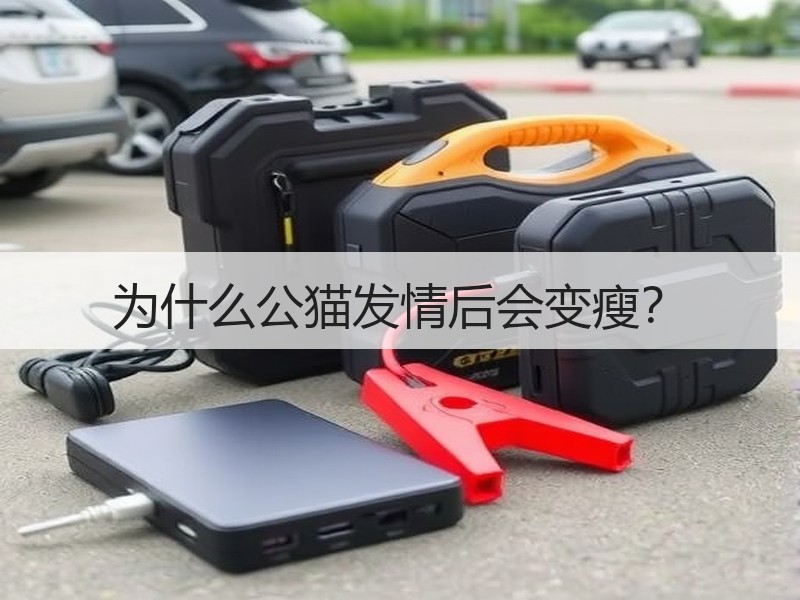 为什么公猫发情后会变瘦？