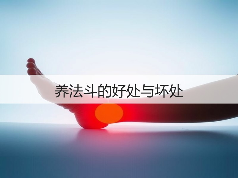 养法斗的好处与坏处
