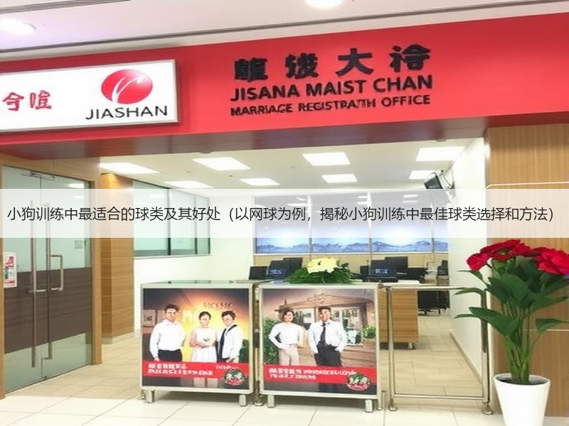 小狗训练中最适合的球类及其好处（以网球为例，揭秘小狗训练中最佳球类选择和方法）