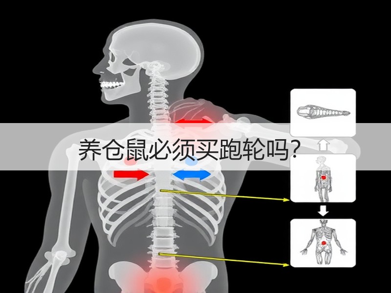 养仓鼠必须买跑轮吗？
