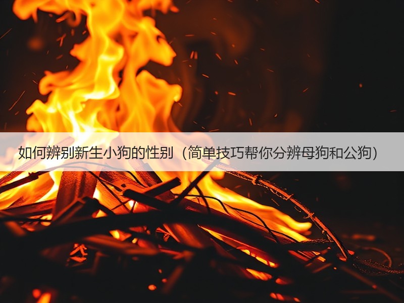 如何辨别新生小狗的性别（简单技巧帮你分辨母狗和公狗）