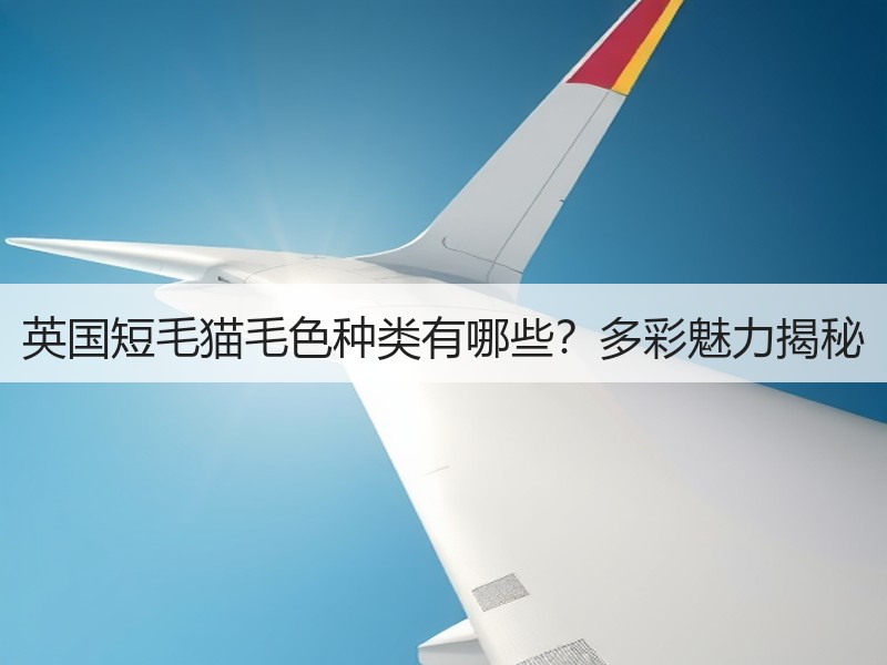 英国短毛猫毛色种类有哪些？多彩魅力揭秘
